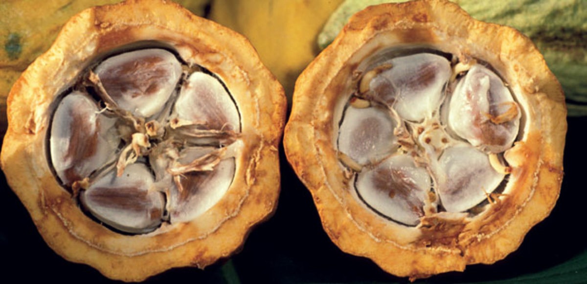 Cacao vs Cocoa — Aren’t They The Same Thing? EatLove.Live