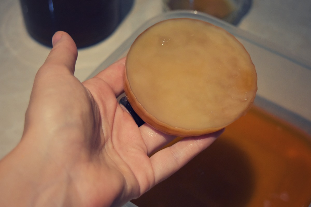 how to make a kombucha scoby